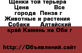 Щенки той терьера › Цена ­ 10 000 - Все города, Пенза г. Животные и растения » Собаки   . Алтайский край,Камень-на-Оби г.